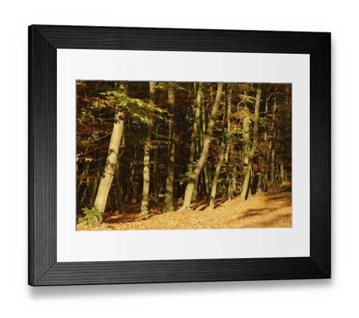 Framed Print : Autumn forest with copper beech (Fagus silvatica)