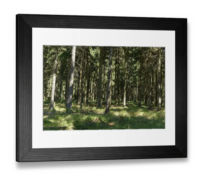 Framed Print : Coniferous forest with spruce (Picea abies)