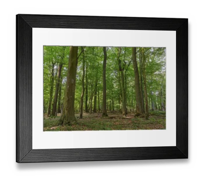 Framed Print : Mixed deciduous forest with English oak (Quercus robur) and copper beech (Fagus silvatica)