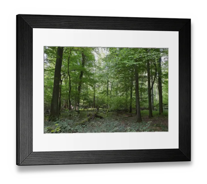 Framed Print : Mixed deciduous forest with English oak (Quercus robur) and hornbeam (Carpinus betulus)