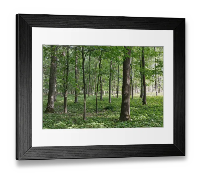 Framed Print : Mixed deciduous forest with red oak (Quercus rubra) Framed Print : Mixed deciduous forest with red oak (Quercus rubra)