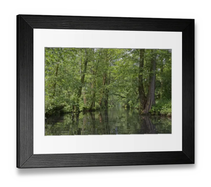 Framed Print : Deciduous forest on the water, Spreewald
