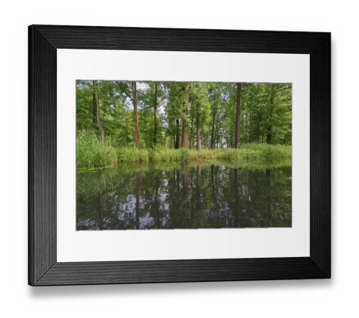 Framed Print : Deciduous forest on the water, Spreewald Framed Print : Deciduous forest on the water, Spreewald