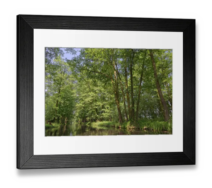 Framed Print : Deciduous forest on the water, Spreewald Framed Print : Deciduous forest on the water, Spreewald