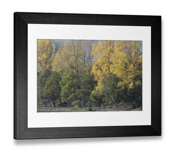 Framed Print : Deciduous forest in autumn, Hulser Bruch