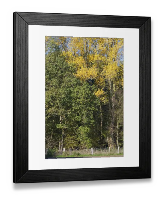 Framed Print : Deciduous forest in autumn, Hulser Bruch Framed Print : Deciduous forest in autumn, Hulser Bruch
