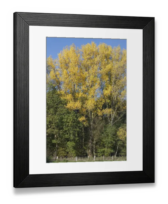 Framed Print : Deciduous forest in autumn, Hulser Bruch