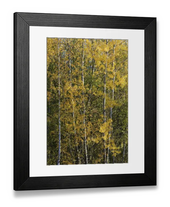 Framed Print : Deciduous forest with sand birch (Betula pendula) in autumn