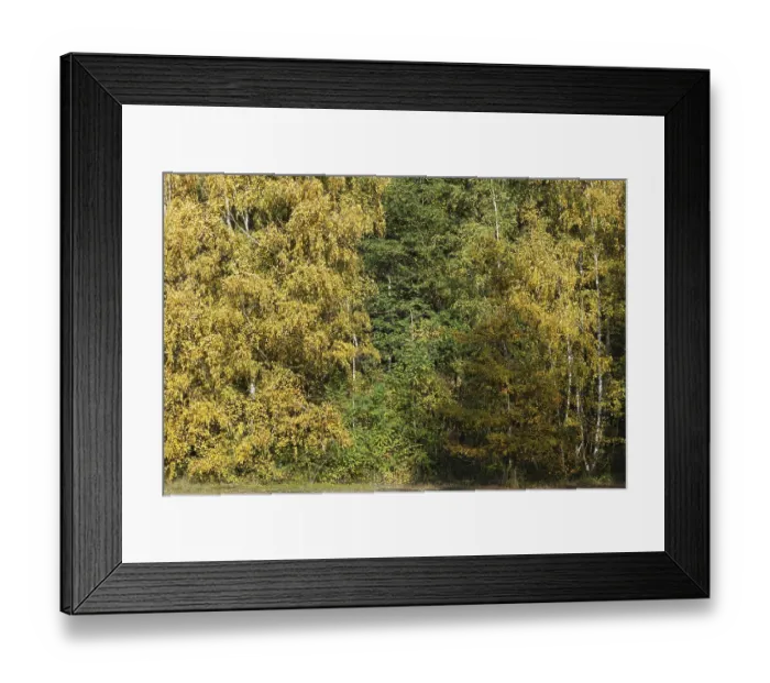 Framed Print : Deciduous forest with sand birch (Betula pendula) in autumn