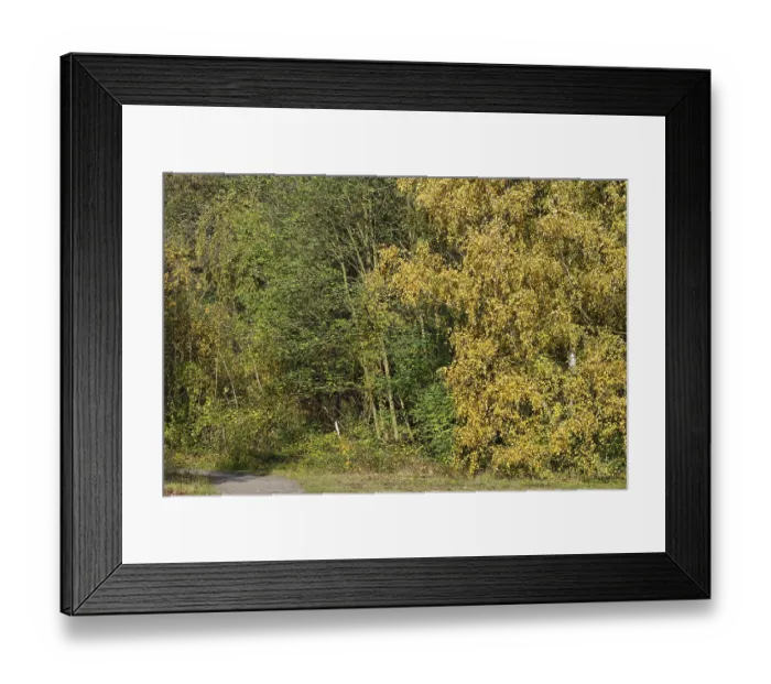 Framed Print : Deciduous forest with sand birch (Betula pendula) in autumn
