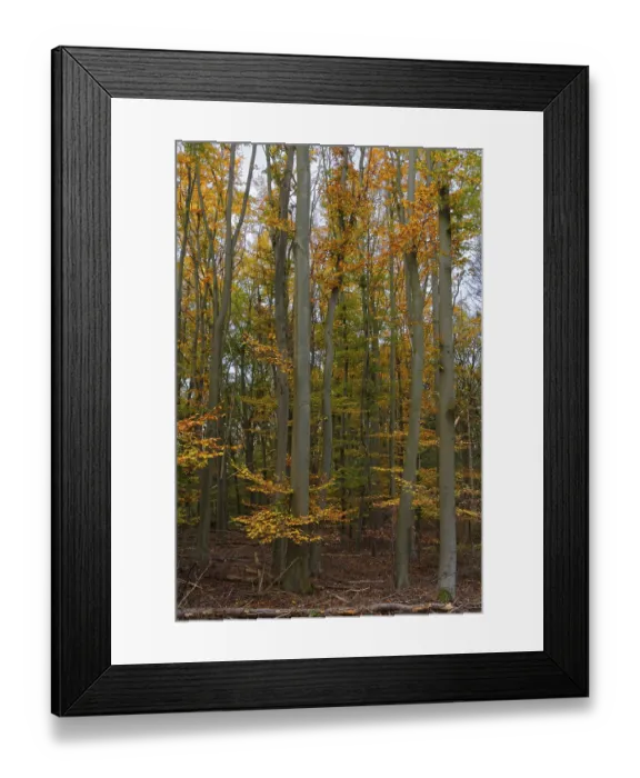 Framed Print : Deciduous forest with copper beeches (Fagus silvatica) in autumn Framed Print : Deciduous forest with copper beeches (Fagus silvatica) in autumn