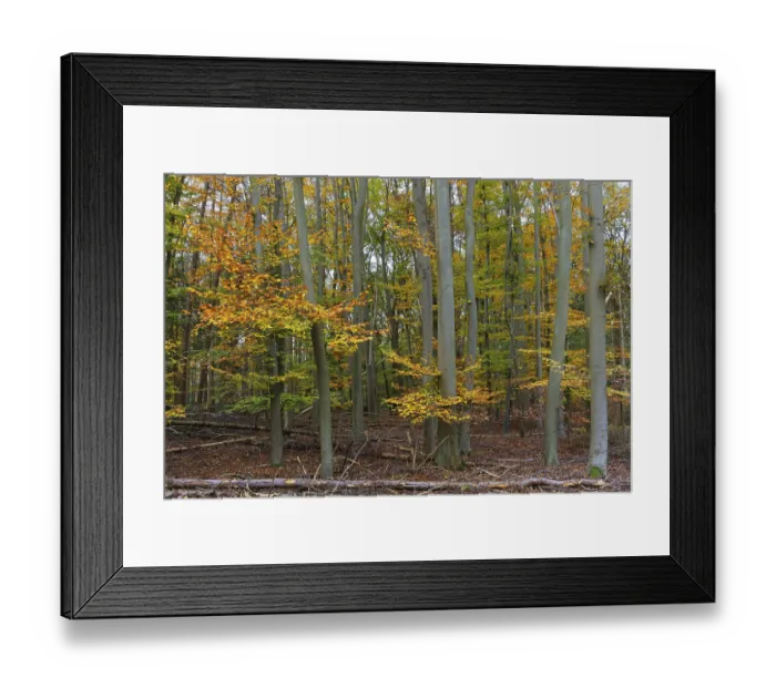 Framed Print : Deciduous forest with copper beeches (Fagus silvatica) in autumn Framed Print : Deciduous forest with copper beeches (Fagus silvatica) in autumn