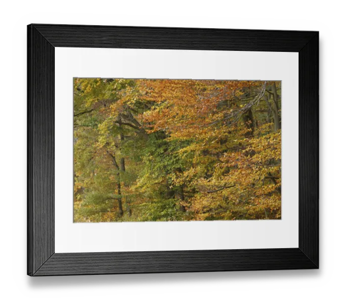 Framed Print : Deciduous forest with copper beeches (Fagus silvatica) in autumn