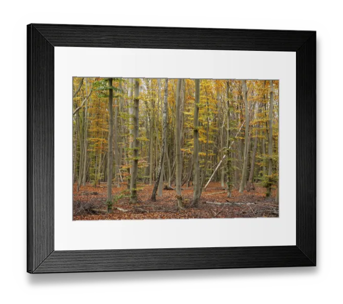 Framed Print : Deciduous forest with copper beeches (Fagus silvatica) in autumn