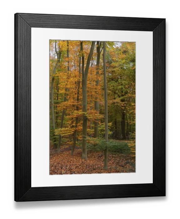 Framed Print : Deciduous forest with copper beeches (Fagus silvatica) in autumn