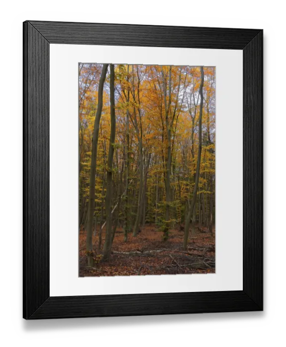 Framed Print : Deciduous forest with copper beeches (Fagus silvatica) in autumn