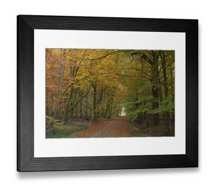 Framed Print : Hiking trail through a deciduous forest with copper beeches (Fagus silvatica) in autumn