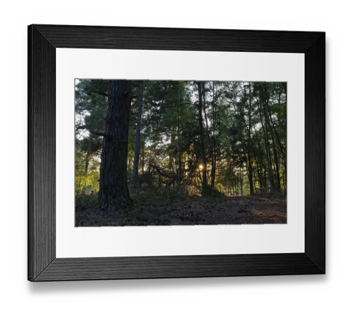 Framed Print : Pine forest (Pinus), De Maasduinen National Park