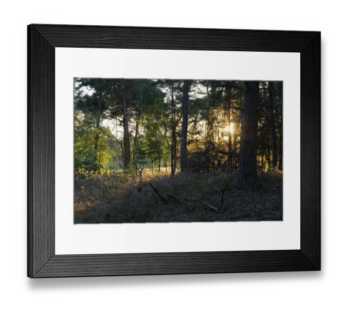 Framed Print : Pine forest (Pinus), De Maasduinen National Park