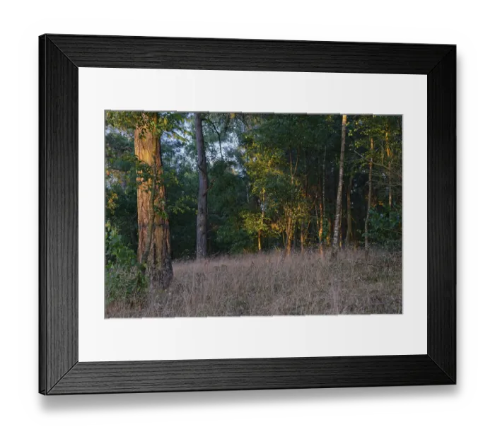 Framed Print : Pine forest (Pinus), De Maasduinen National Park