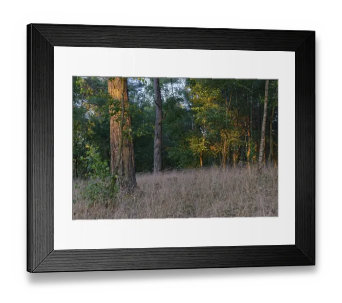 Framed Print : Pine forest (Pinus), De Maasduinen National Park