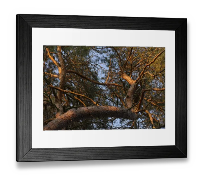 Framed Print : Pine forest (Pinus), De Maasduinen National Park