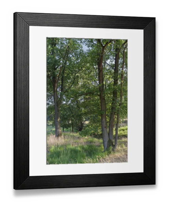 Framed Print : Loose deciduous forest, De Maasduinen National Park