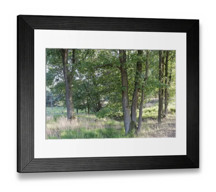 Framed Print : Loose deciduous forest, De Maasduinen National Park