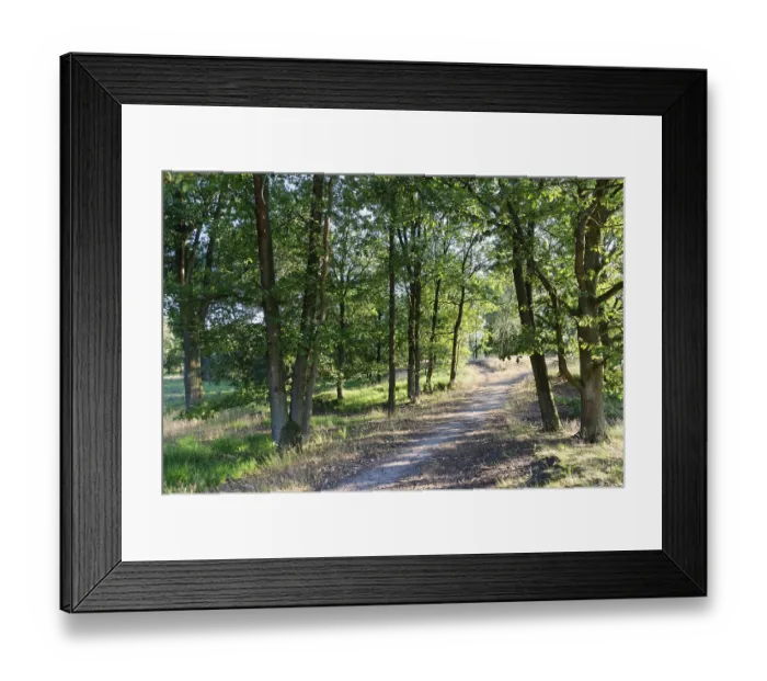 Framed Print : Loose deciduous forest, De Maasduinen National Park