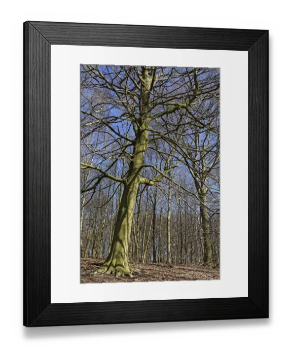 Framed Print : Deciduous forest with copper beech (Fagus silvatica) Framed Print : Deciduous forest with copper beech (Fagus silvatica)