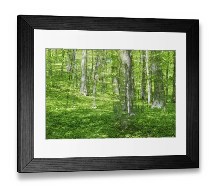 Framed Print : Deciduous forest with copper beech (Fagus silvatica)