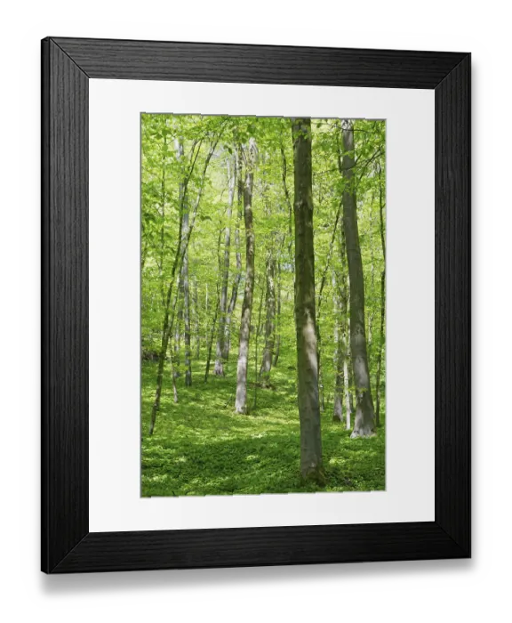 Framed Print : Deciduous forest with copper beech (Fagus silvatica)