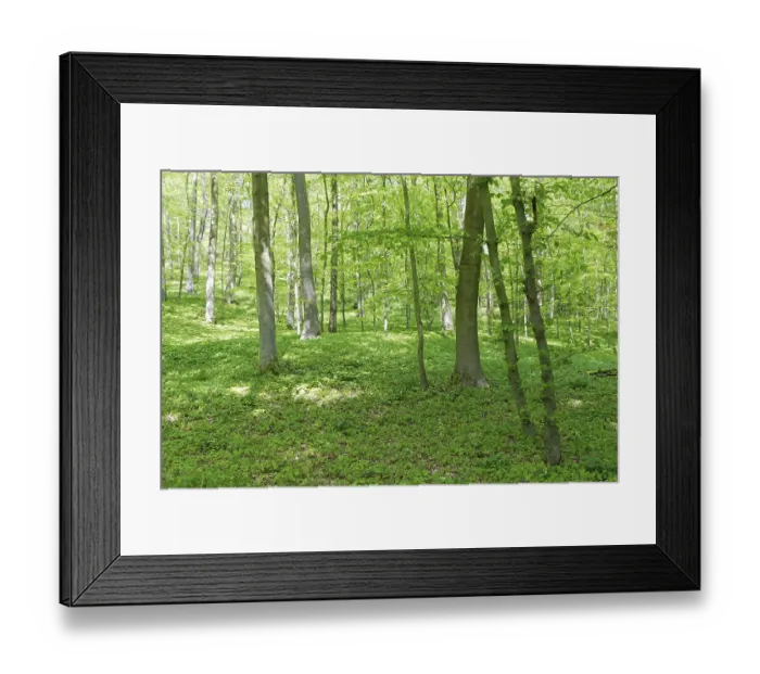 Framed Print : Deciduous forest with copper beech (Fagus silvatica) Framed Print : Deciduous forest with copper beech (Fagus silvatica)