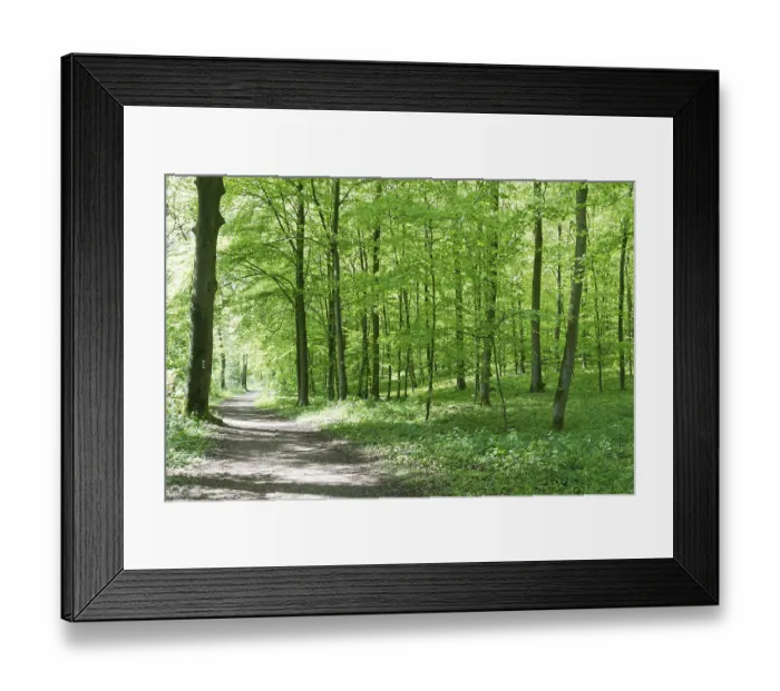 Framed Print : Deciduous forest with copper beech (Fagus silvatica)