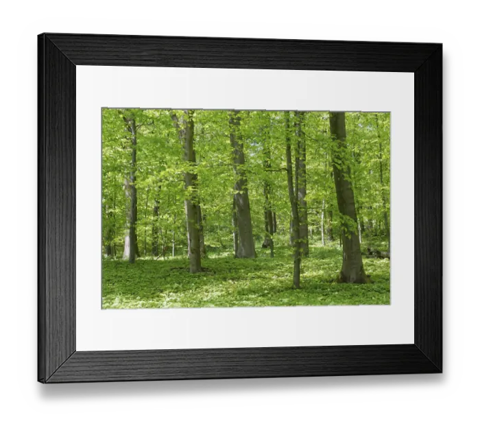 Framed Print : Deciduous forest with copper beech (Fagus silvatica)