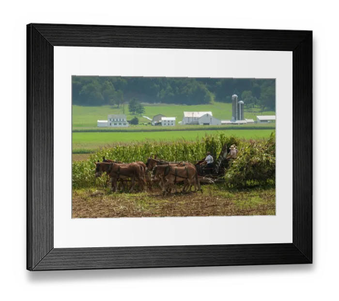 Framed Print : Harvest, corn, mule, carriage, farm