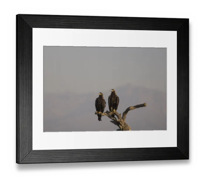 Framed Print : Iberian Eagle (Aquila adalberti) Framed Print : Iberian Eagle (Aquila adalberti)