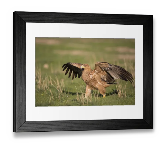 Framed Print : Juvenile Iberian Eagle (Aquila adalberti) Framed Print : Juvenile Iberian Eagle (Aquila adalberti)