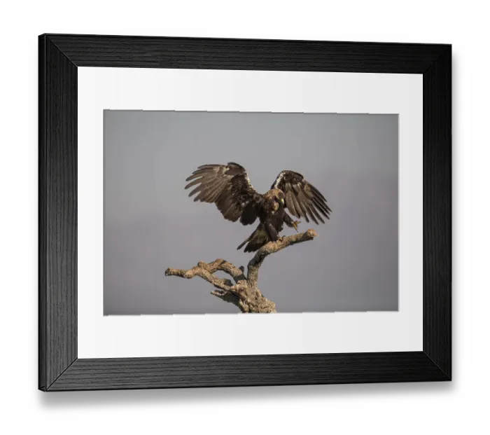 Framed Print : Iberian Eagle (Aquila adalberti)