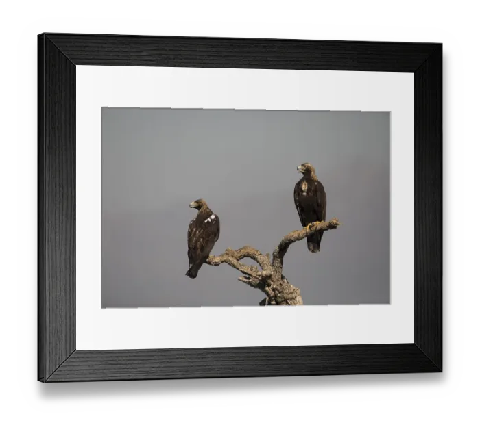 Framed Print : Iberian Eagle (Aquila adalberti)