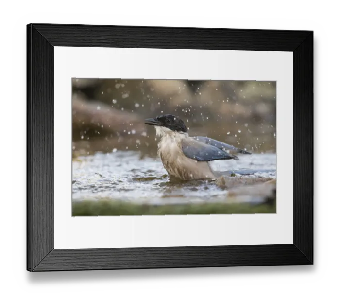 Framed Print : Blue magpie (Cyanopica cooki), Extremadura