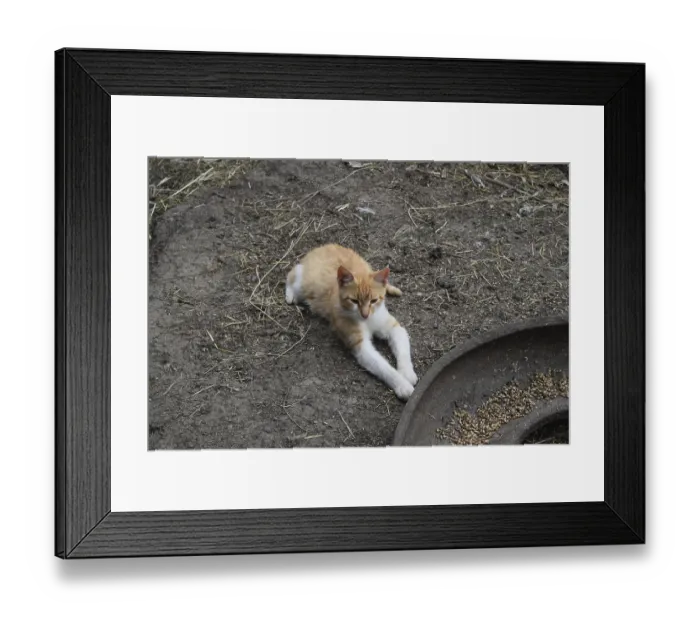 Framed Print : Cat lying on the ground. Cat near the chicken feeders