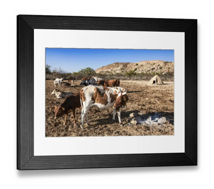 Framed Print : Cows in the village of Kuvale, an ethnic group near Virei Framed Print : Cows in the village of Kuvale, an ethnic group near Virei