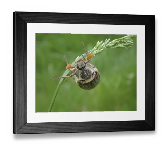 Framed Print : A common cockchafer (Melolontha melolontha) clinging to a blade of grass Framed Print : A common cockchafer (Melolontha melolontha) clinging to a blade of grass
