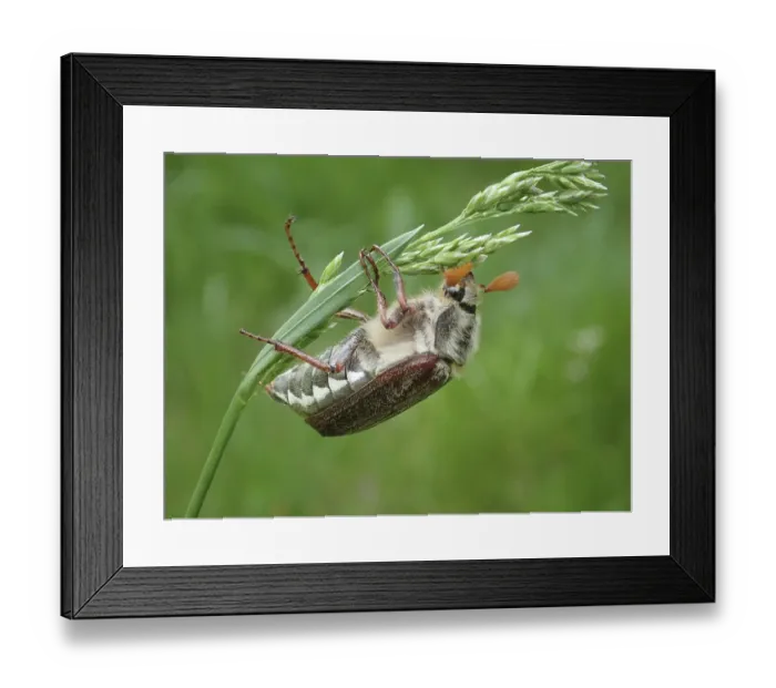 Framed Print : Macro photograph of a beetle, common cockchafer (Melolontha melolontha)
