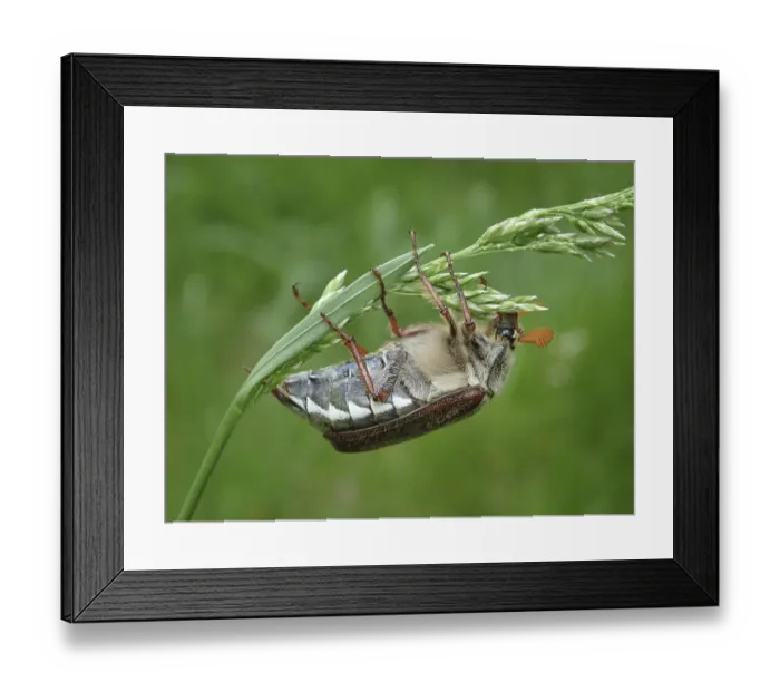 Framed Print : Detailed macro photograph of a beetle