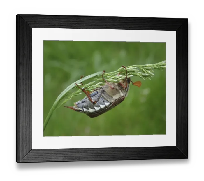Framed Print : A beetle, common cockchafer (Melolontha melolontha)