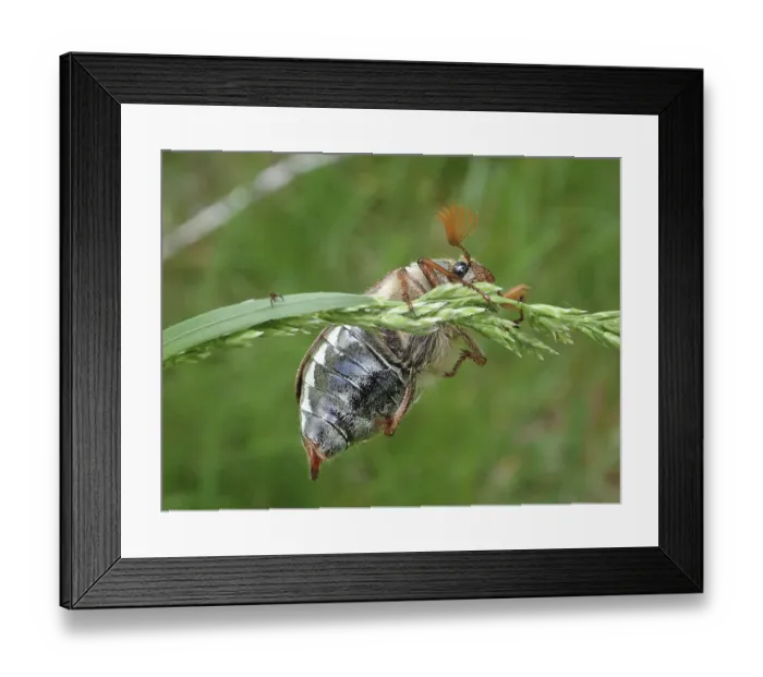 Framed Print : A beetle, common cockchafer (Melolontha melolontha) Framed Print : A beetle, common cockchafer (Melolontha melolontha)