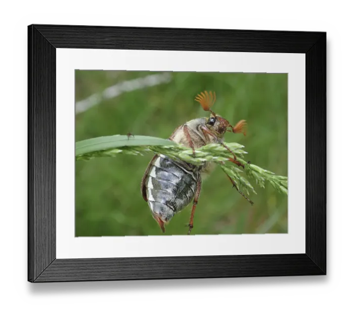 Framed Print : Beetle, common cockchafer (Melolontha melolontha) Framed Print : Beetle, common cockchafer (Melolontha melolontha)