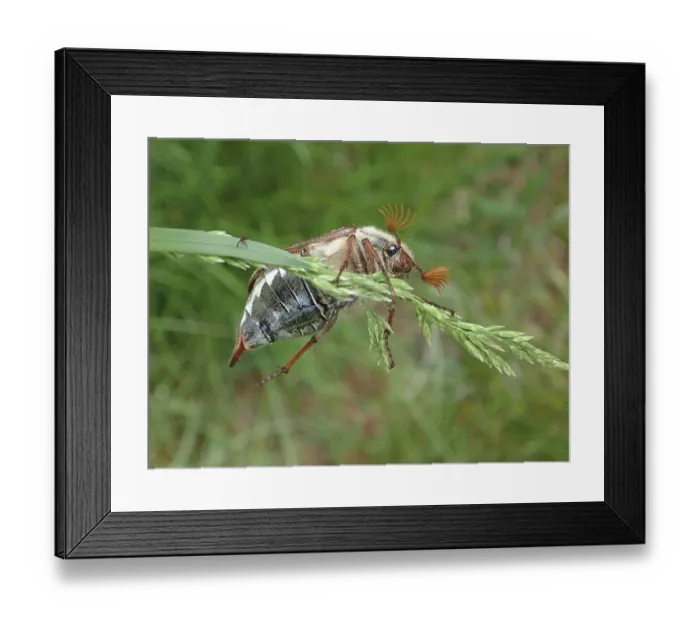 Framed Print : Macro photograph of a beetle, common cockchafer (Melolontha melolontha)